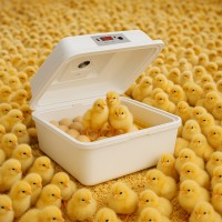 Инкубатор 